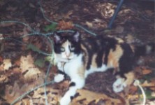 loricat.jpg